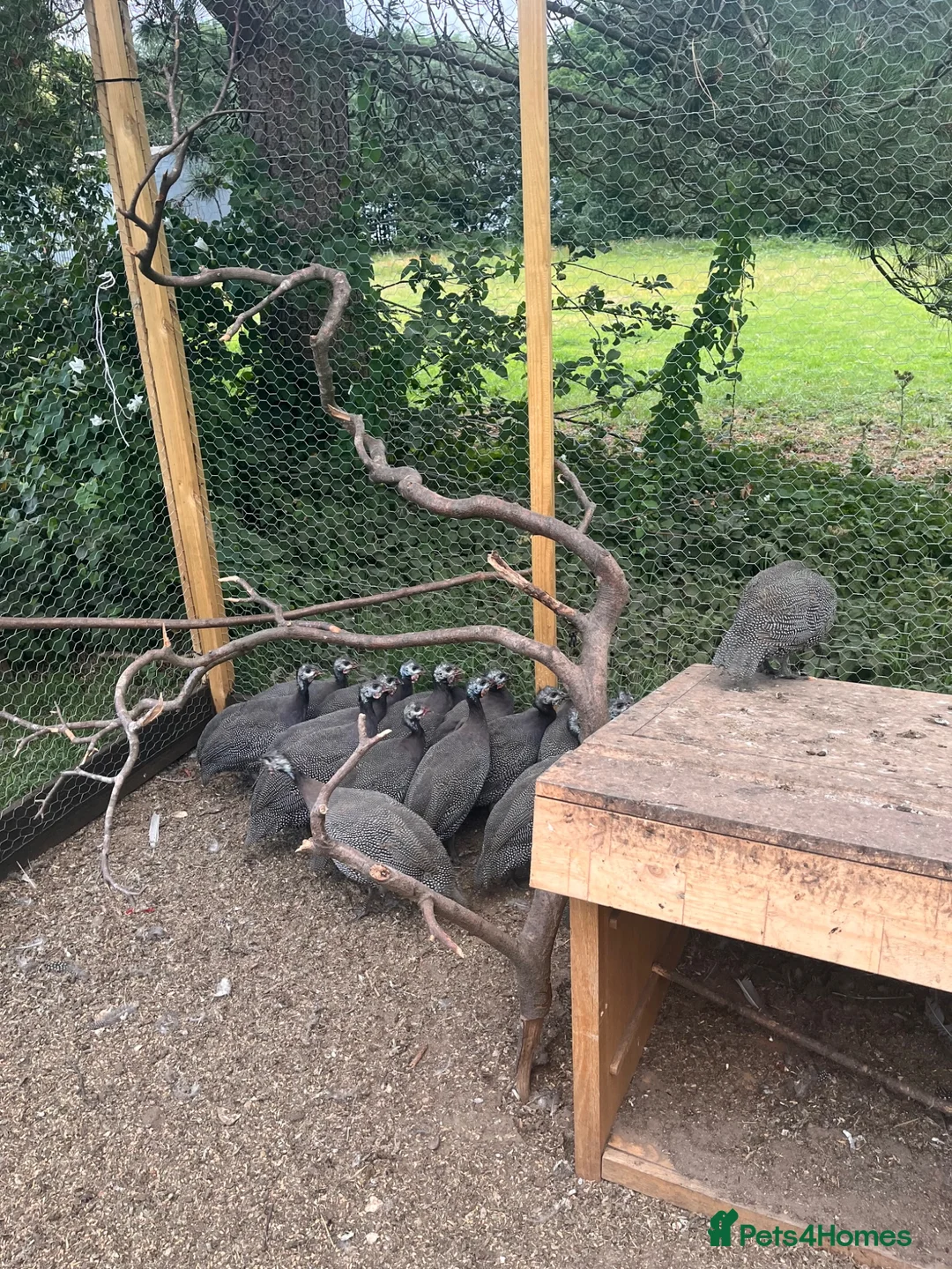 Guinea Fowl poultry for sale: Guinea foul  - Advert 2