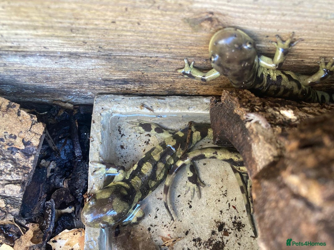 Axolotl reptiles for sale: Tiger salamanders CB April 2025 - Image 2