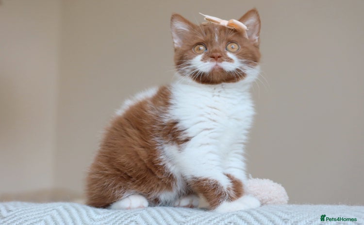 British Shorthair cats - Advert 12