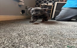 French Bulldog dogs for sale: Frenchy girls - Advert 8