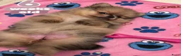 Pomeranian dogs for sale: 👀2 🐶 Left  ✨Four Mini Little Gems💎🐾🐶✨💜🧡🩶🤎 - Advert 27