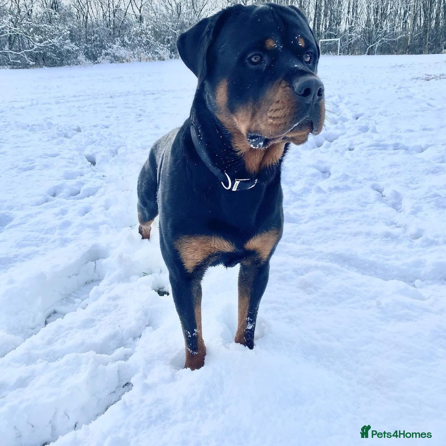 Rottweiler dogs New home for Bruce - Advert 3