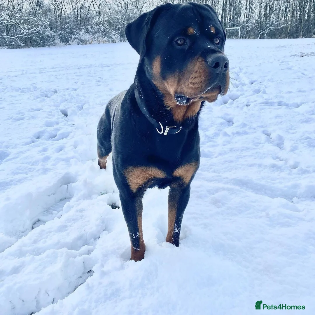 Rottweiler dogs for sale: New home for Bruce in Newton Aycliffe - Advert 1