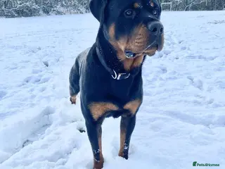 Rottweiler dogs New home for Bruce - Advert 3