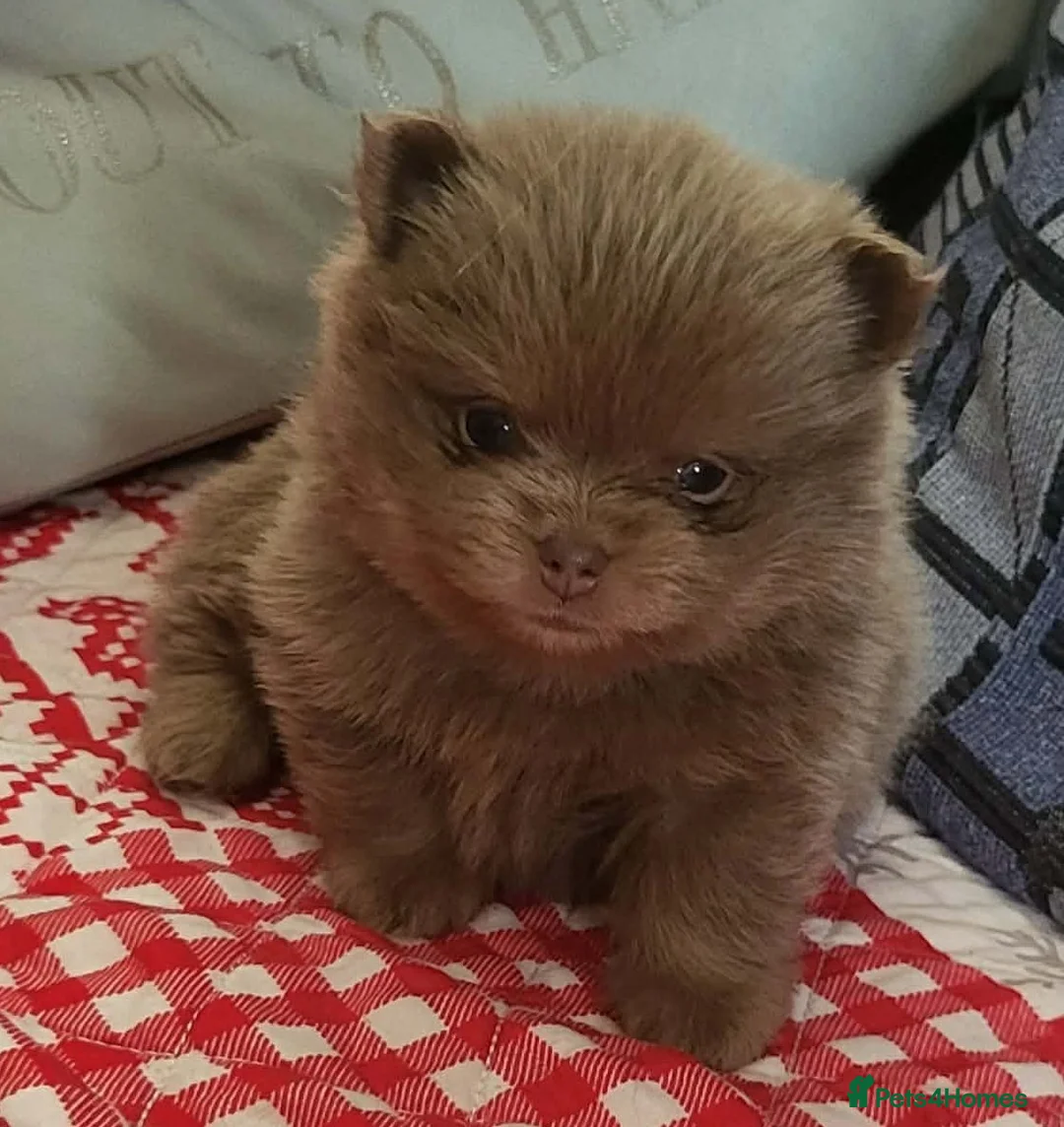 Pomeranian dogs for sale: Only UK Pomeranian Pups All 263 DNA tests clear  in Bishop Auckland - Advert 2