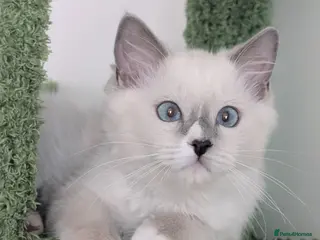 Ragdoll cats TICA,Champion,pedigree female Ragdoll kitten - Advert 10