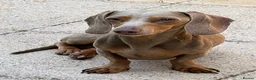 Miniature Dachshund dogs for sale: 🐶🐶🐶❤️❤️❤️❤️miniature Daschund puppies for sale  - Advert 22