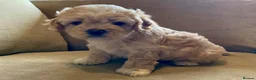 Mixed Breed dogs for sale: 6 Beautiful Puppies Ready Now! in Corby - Advert 5