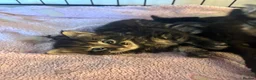 Domestic Shorthair cats for sale: 6 Curious Loving Domestic Shorthair Kittens - Advert 23