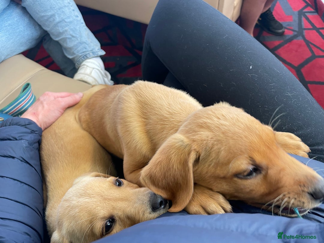 Labrador Retriever dogs for sale: 2 Labradors Boy Pups Red/Yellow - Image 4