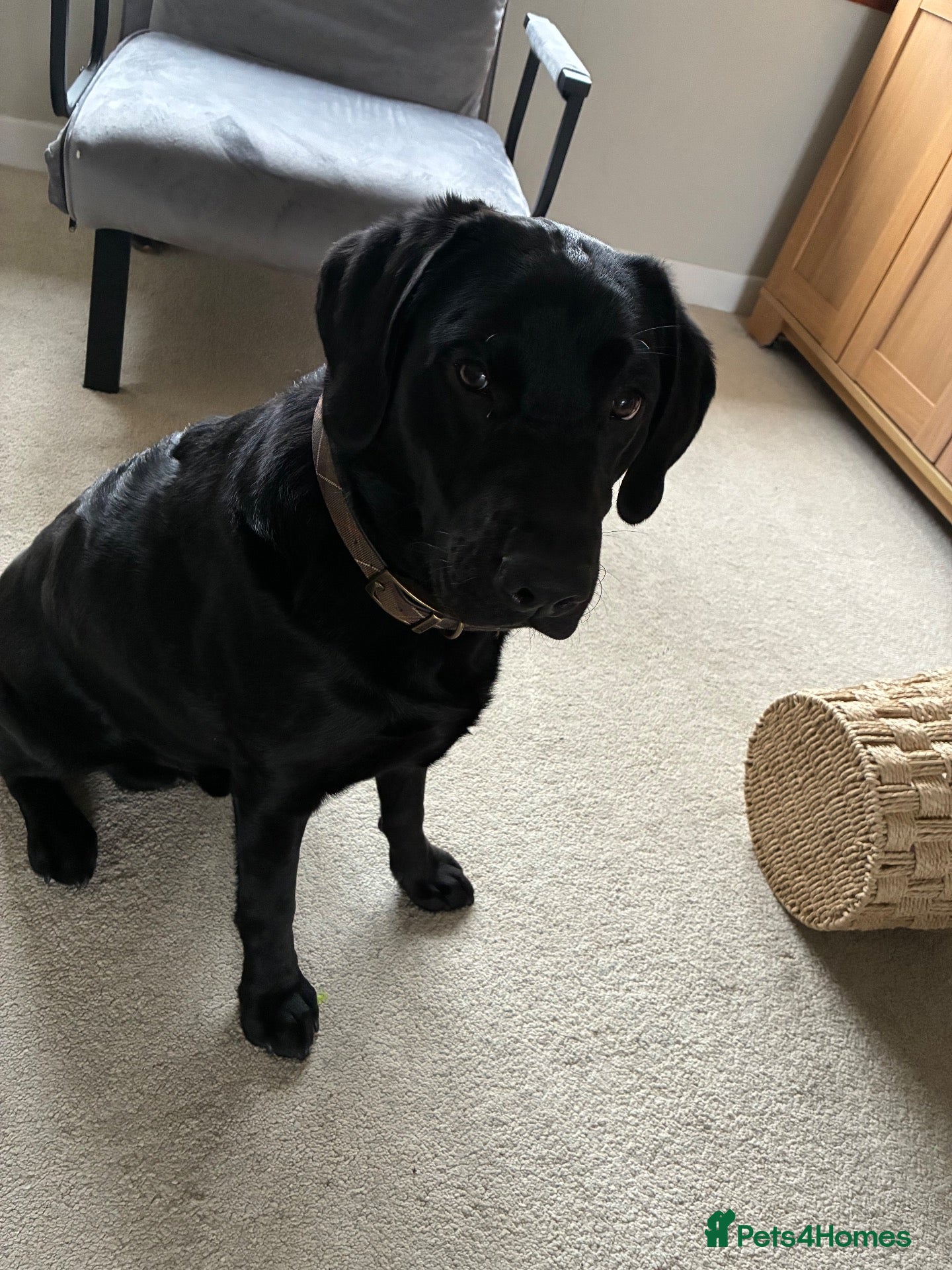 Labrador Retriever dogs for sale: Black Labrador  - Advert 14