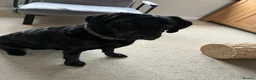 Labrador Retriever dogs for sale: Black Labrador  in Telford - Advert 1