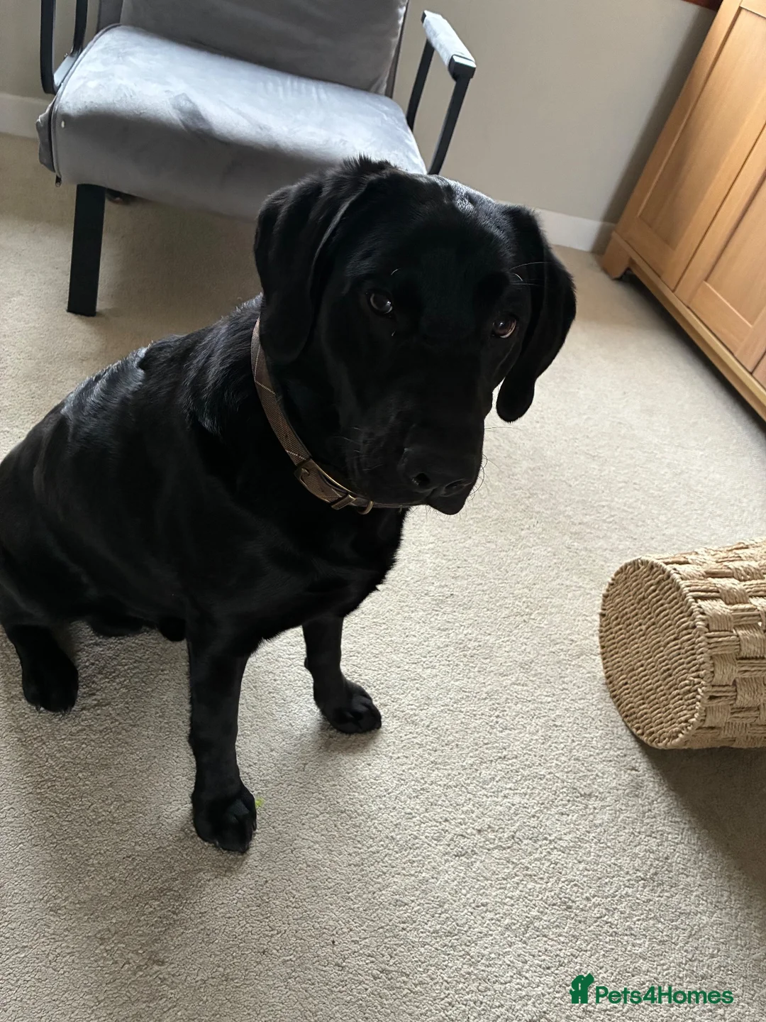 Labrador Retriever dogs for sale: Black Labrador  in Telford - Advert 1