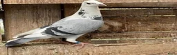Pigeons birds for sale: WHITE RACING PIGEON  - Advert 10