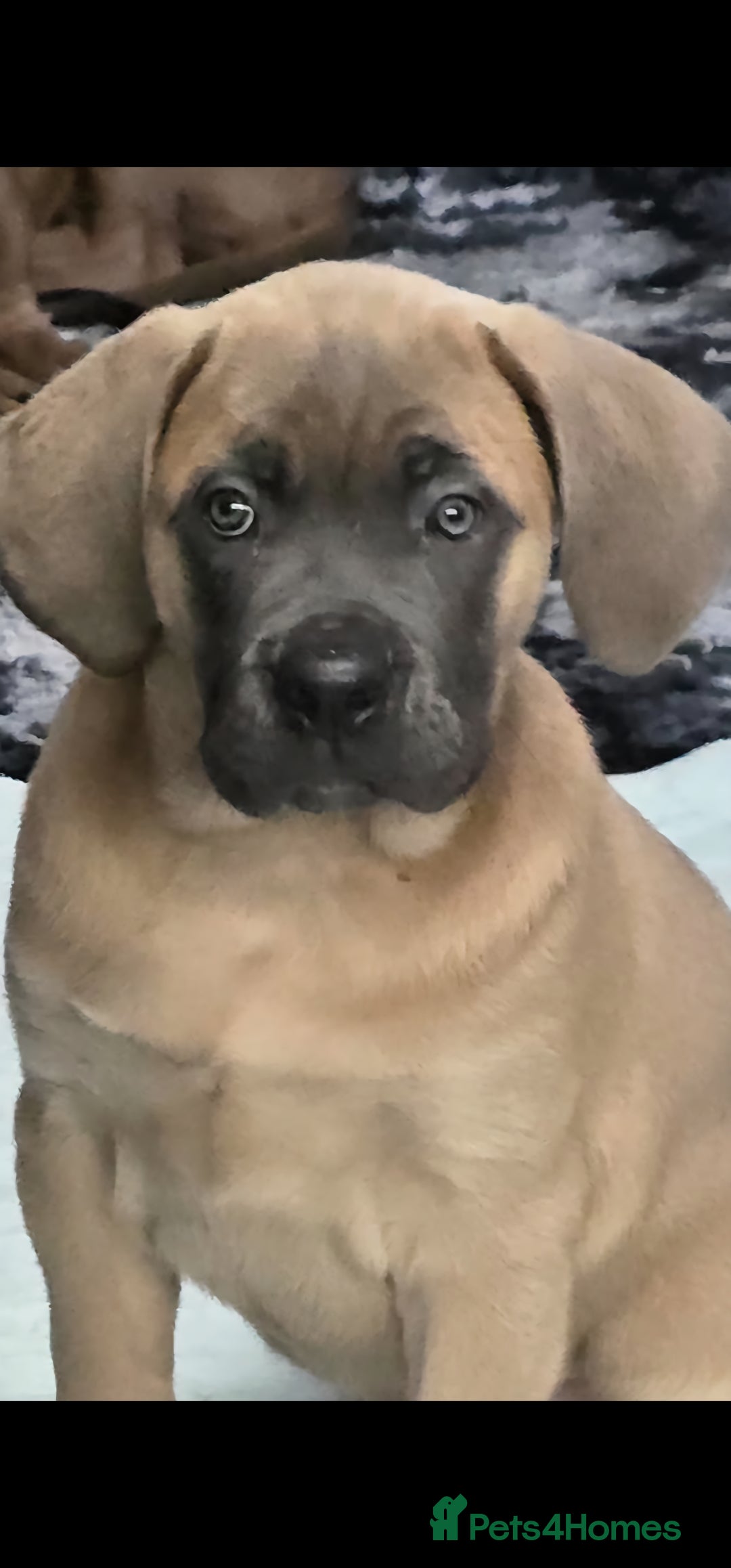 Cane Corso dogs for sale: Excellent Bloodline cane corso puppies ready now - Image 14