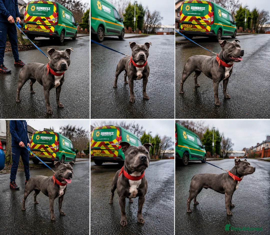 Staffordshire Bull Terrier dogs for sale: Stunning KC Staffordshire bull terrier puppies - Advert 2