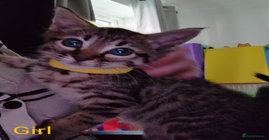 Bengal cats in Woking - Advert 5
