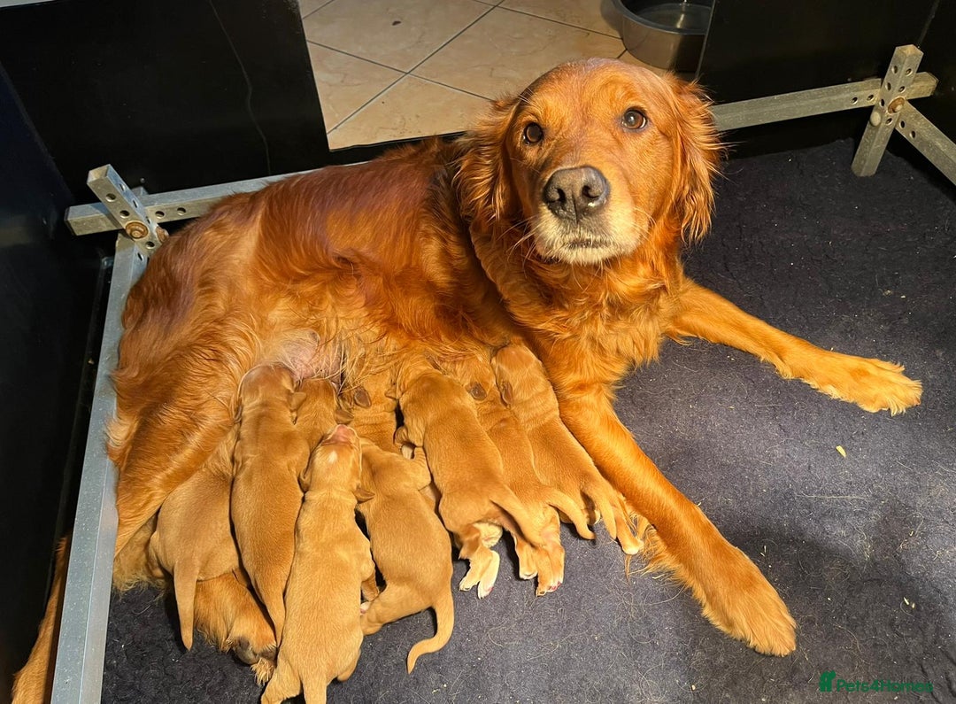Golden Retriever dogs for sale: Top quality litter - Advert 1