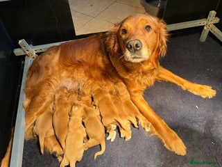 Golden Retriever dogs Top quality litter - Advert 1