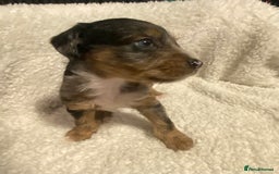 Mixed Breed dogs for sale: Staffypoos for sale - Image 3