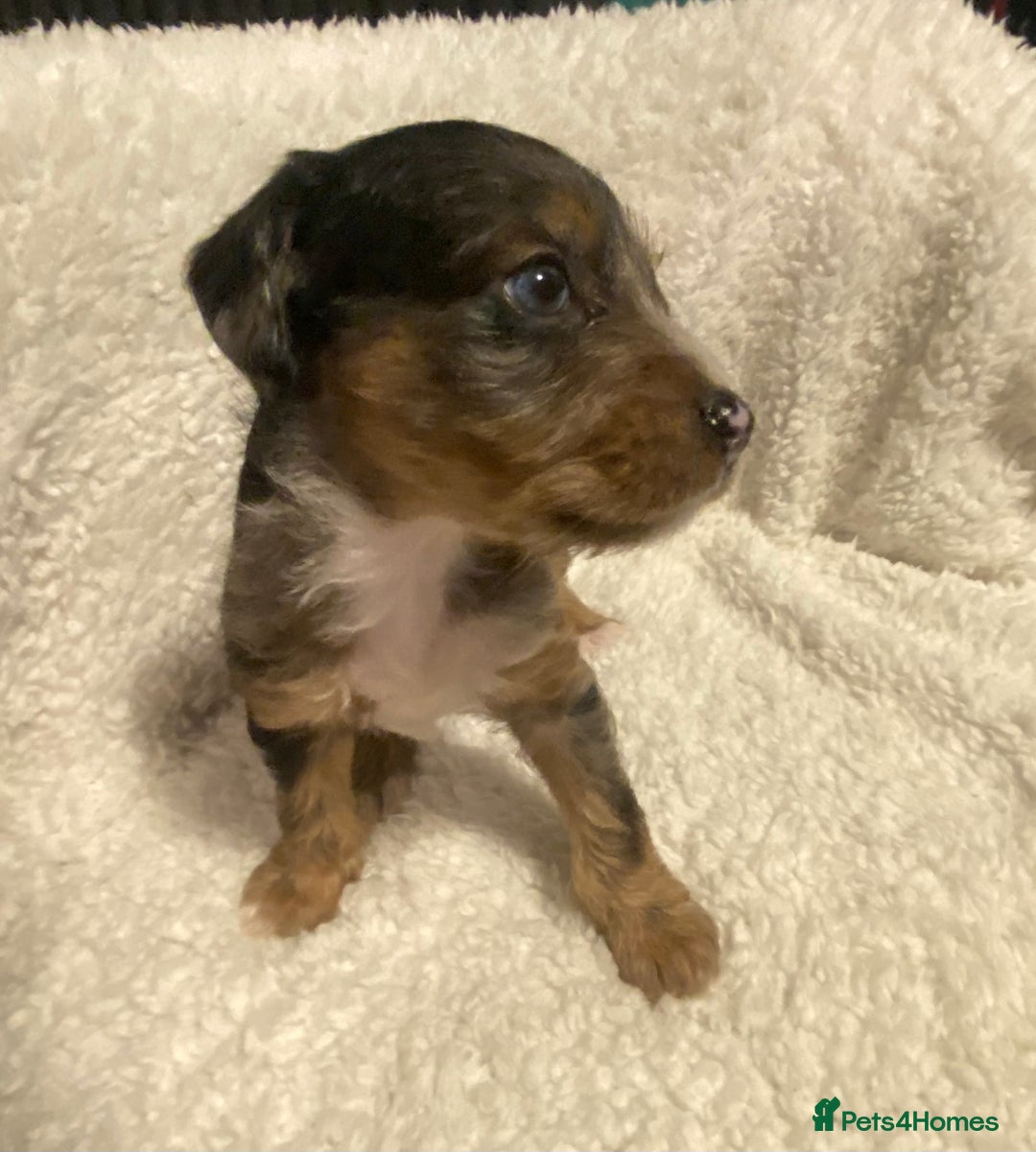 Mixed Breed dogs for sale: Staffypoos for sale - Image 3