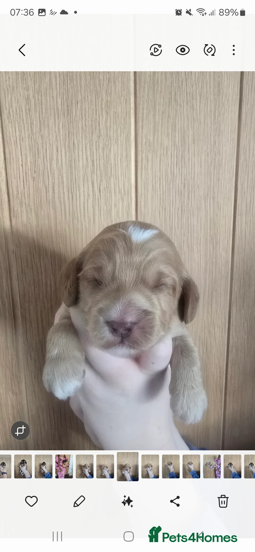 Cockapoo dogs for sale: SHOW F1 cockapoos  - Advert 20