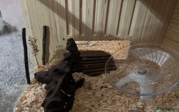 Hamster rodents for sale: female syrian hamster - Image 6