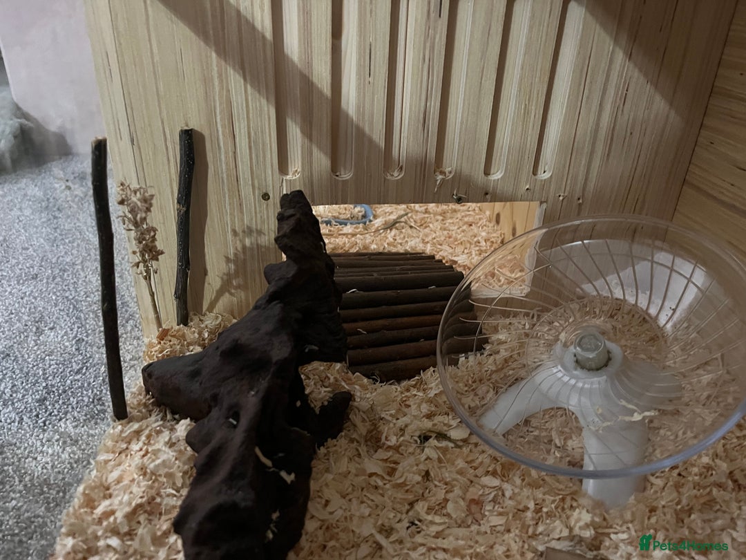 Hamster rodents for sale: female syrian hamster - Image 6