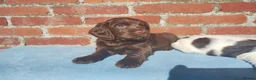Cocker Spaniel dogs for sale: Cocker Spaniel Puppies Top Quality - Advert 11