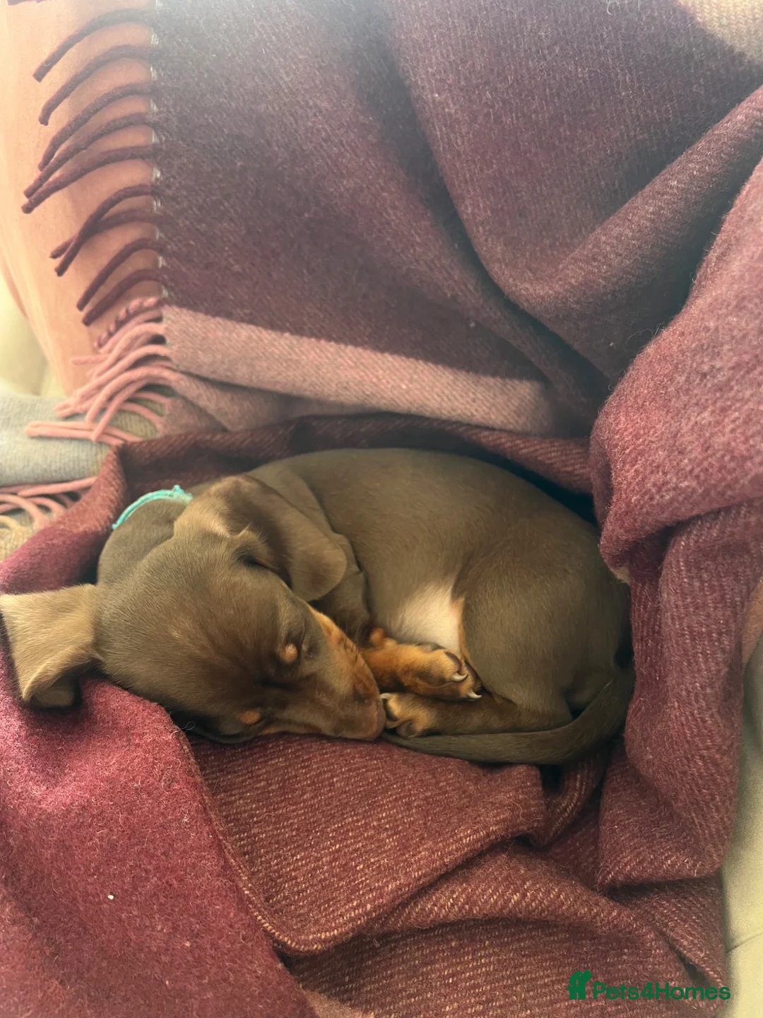 Miniature Dachshund dogs for sale: URGENT REHOMING beautiful miniature dachshund boy - Advert 2