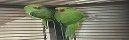 Ringnecks birds for sale: Indian ringnecks for sale  - Advert 3