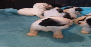 Mixed Breed dogs - Advert 4