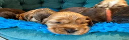 Cocker Spaniel dogs for sale: Outstanding show cocker spaniels - KC in Leicester - Advert 26