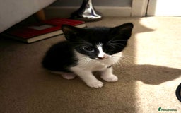 Domestic Shorthair cats for sale: 3 lovely black and white kittens - Image 9