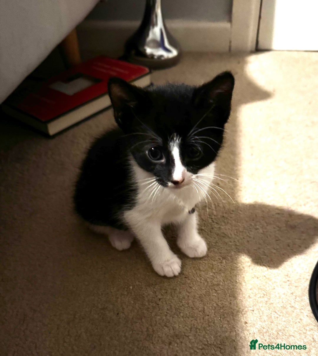 Domestic Shorthair cats for sale: 3 lovely black and white kittens - Image 9