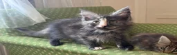 Maine Coon cats for sale: Maine Coon active kittens - Advert 10