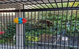 Macaws birds for sale: Blue & Gold Macaw For Sale - Image 32