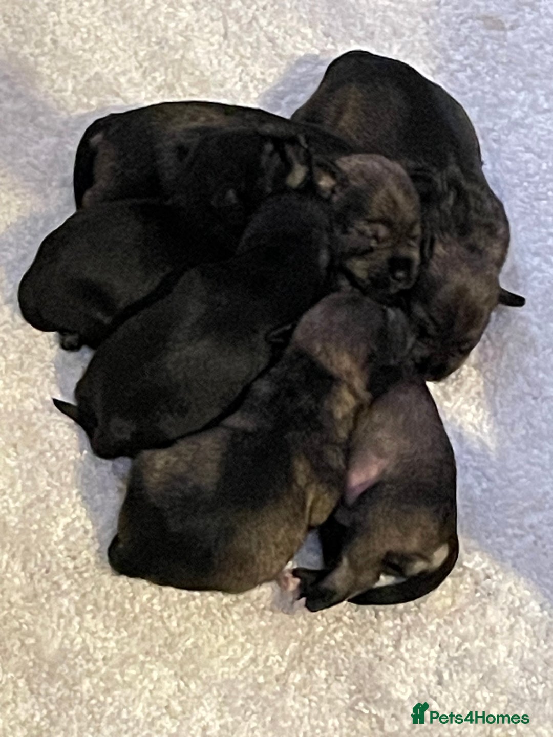 Miniature Schnauzer dogs for sale: KC registered DNA tested Miniature Schnauzer pups  - Advert 1