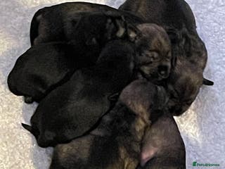 Miniature Schnauzer dogs KC registered DNA tested Miniature Schnauzer pups - Advert 2