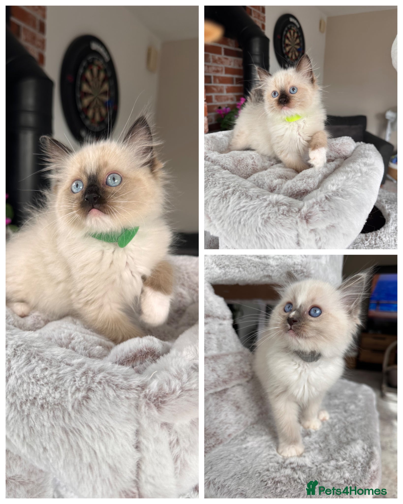 Ragdoll cats Ready Now! Beautiful Ragdoll Kittens! Xx  - Advert 11