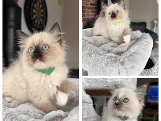 Ragdoll cats Ready Now! Beautiful Ragdoll Kittens! Xx - Advert 1