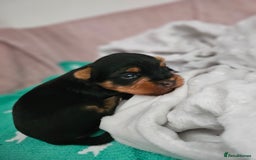 Yorkshire Terrier dogs for sale: Yorkshire terrier (miniature) - Image 19