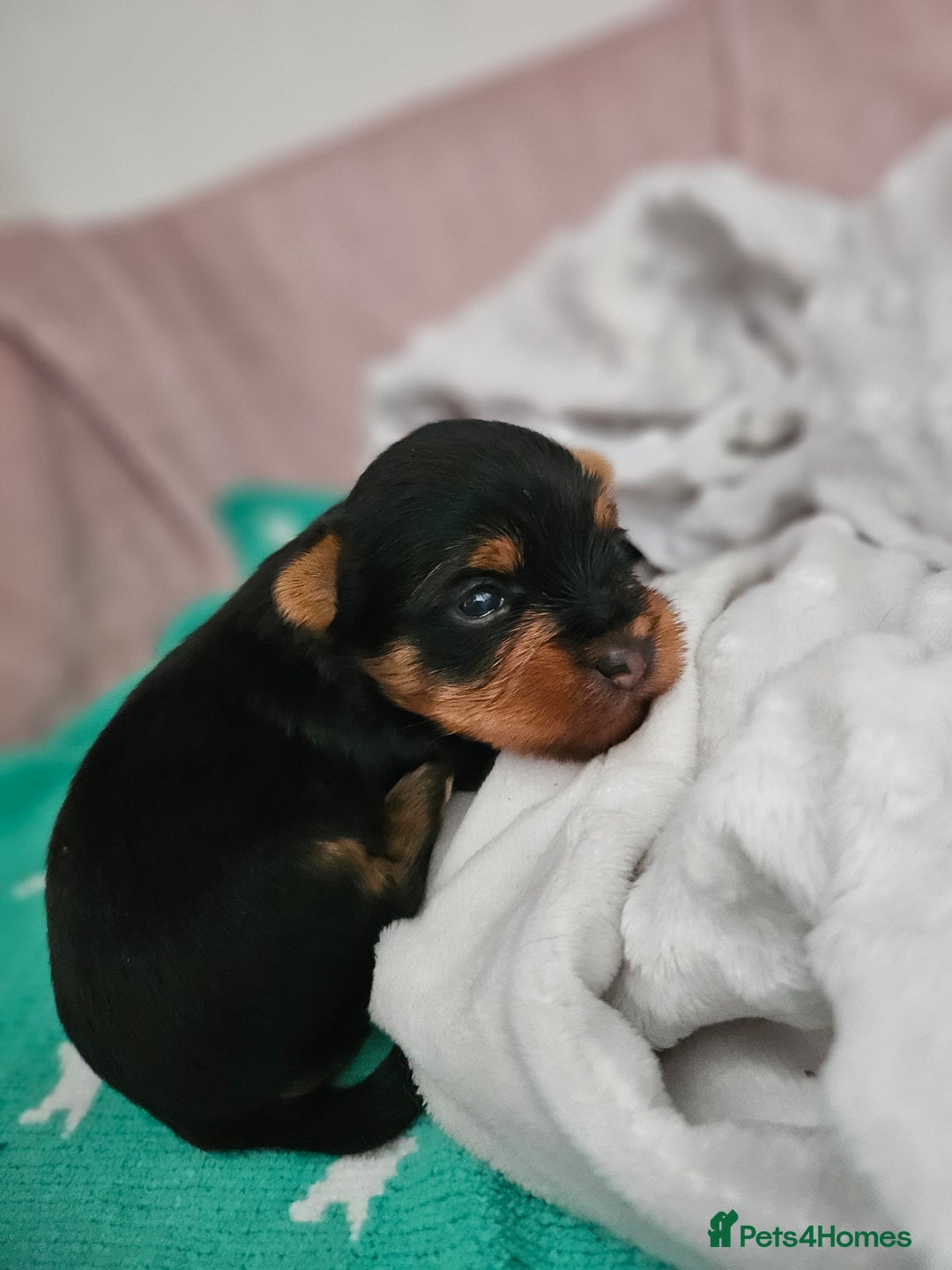 Yorkshire Terrier dogs for sale: Yorkshire terrier (miniature) - Image 19