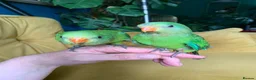 Parakeets birds for sale: RARE Baby tame superb parakeets  - Advert 4