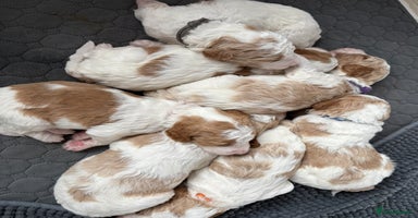 Double Doodle dogs - Advert 1