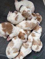 Double Doodle dogs - Advert 1