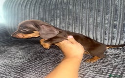 Miniature Dachshund dogs for sale: Miniature Dachshund Puppies - Image 3