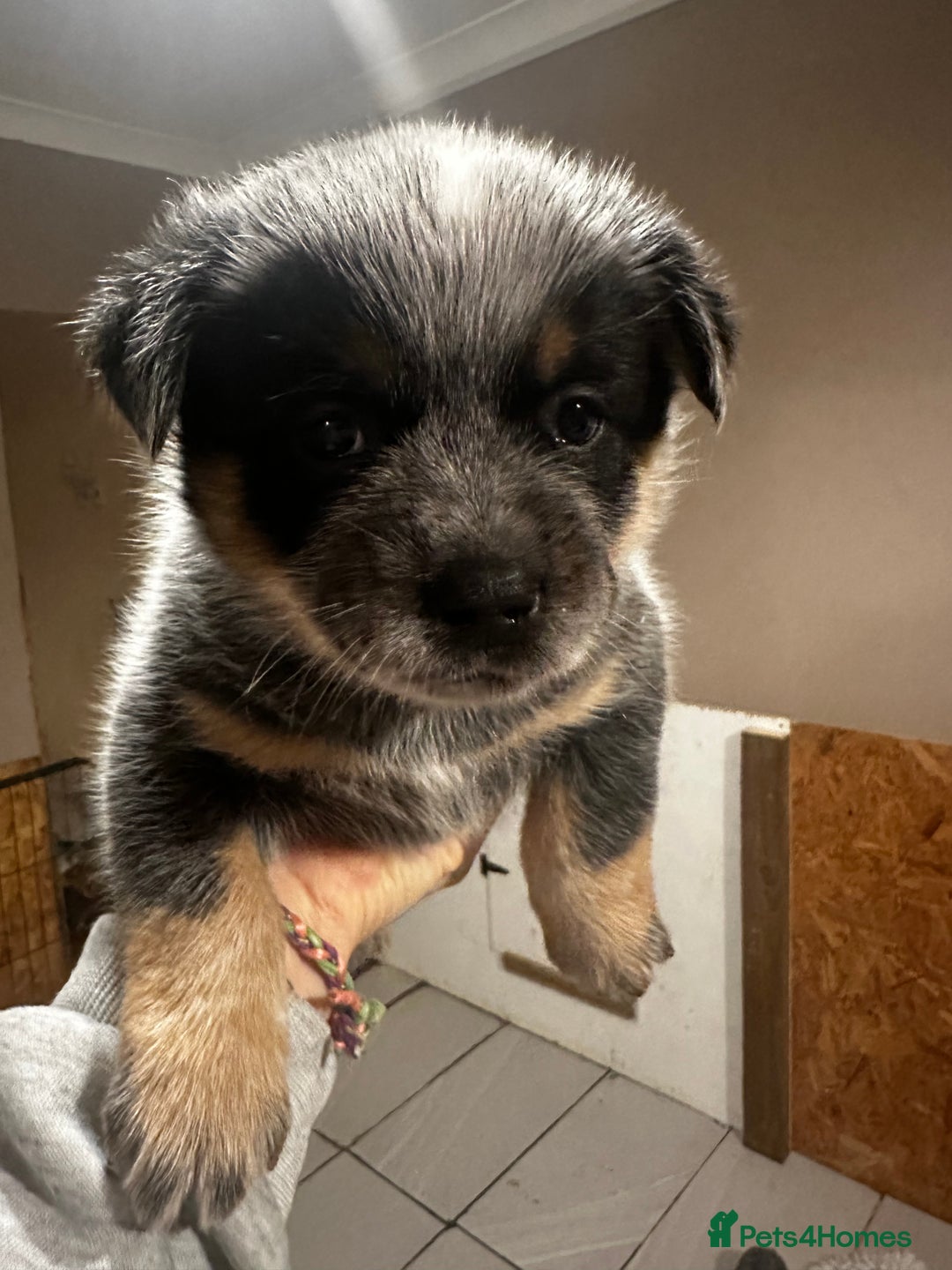 Australian Cattle Dog dogs for sale: Absolutely stunning litter!! - Advert 23