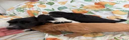 Cocker Spaniel dogs for sale: Cocker Spaniel Puppies  in Bishop Auckland - Advert 5