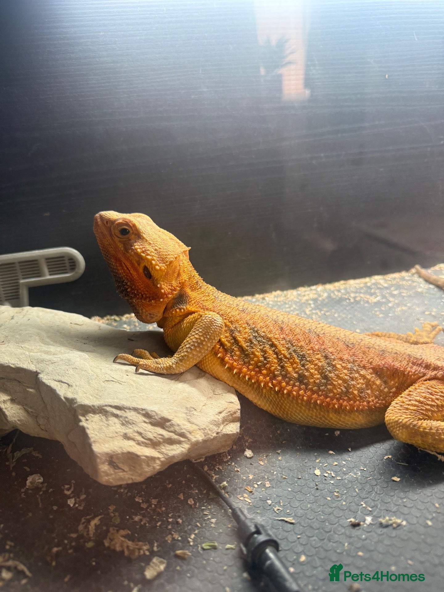 Bearded Dragon reptiles Bearded Dragon Male OTO - Advert 4